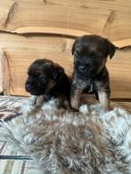 Border terriër pups, Dieren en Toebehoren, Rabiës (hondsdolheid), Overige rassen, 8 tot 15 weken, Meerdere
