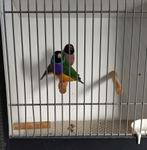 Gouldamadine koppel, Dieren en Toebehoren, Meerdere dieren, Tropenvogel, Geringd