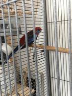 Pennant rosella, Geslacht onbekend, Parkiet