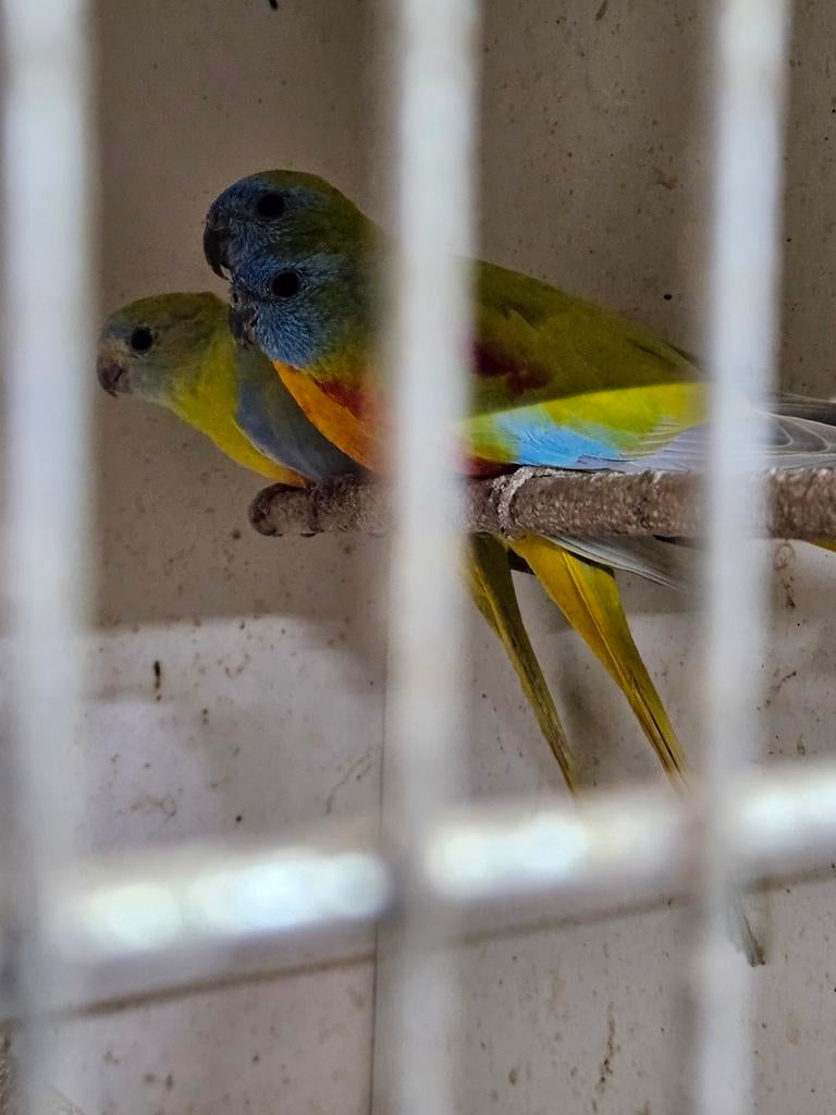 Turquisine parkiet, Mannelijk, Parkiet