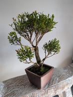 Syzygium Bonsai, Ophalen of Verzenden, Bloeit niet, Overige soorten, Minder dan 100 cm