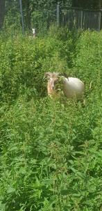 Drents heideschaap ram zoekt nieuw weiland, Mannelijk, Schaap, 0 tot 2 jaar