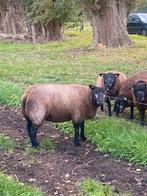Blauwr texeaar schapen, Dieren en Toebehoren, Schapen, Geiten en Varkens, Vrouwelijk, Schaap