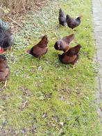 Barnevelder kriel goud., Dieren en Toebehoren, Pluimvee, Vrouwelijk, Kip
