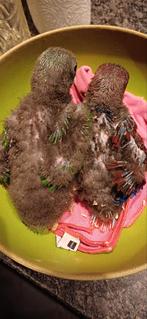 Edelpapegaaien edelpapegaai edel papegaai, Dieren en Toebehoren, Vogels | Parkieten en Papegaaien, Meerdere dieren, Papegaai, Geringd