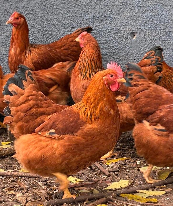 eieren, Dieren en Toebehoren, Pluimvee, Kip, Geslacht onbekend