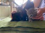 kittens, Meerdere dieren, 0 tot 2 jaar
