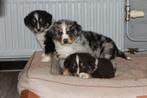 Australian shepherd pups, Dieren en Toebehoren, Honden | Herdershonden en Veedrijvers, Overige rassen, CDV (hondenziekte), 8 tot 15 weken