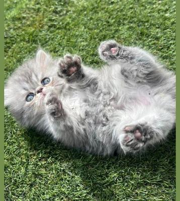 Perzische kitten beschikbaar voor biedingen