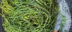 Waterpest zuurstof waterplanten voor vijver, Dieren en Toebehoren