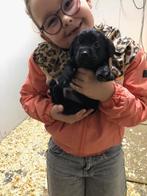 Spontane zwarte labrador pups te koop !!, Dieren en Toebehoren, CDV (hondenziekte), 8 tot 15 weken, Labrador retriever, Meerdere