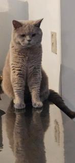Dekkater britse korthaar, Dieren en Toebehoren, Katten en Kittens | Dekkaters, 0 tot 2 jaar