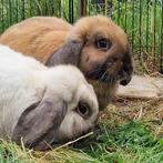 Bijzonder koppeltje hangoorkonijntjes te koop, Dieren en Toebehoren, Konijnen, Meerdere dieren, Middelgroot, Hangoor, 0 tot 2 jaar