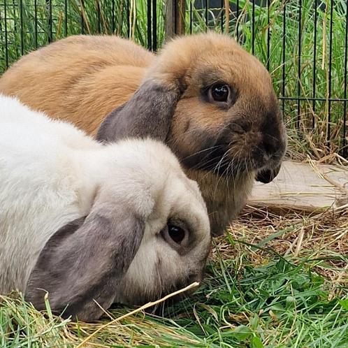 Bijzonder koppeltje hangoorkonijntjes te koop, Dieren en Toebehoren, Konijnen, Middelgroot, Meerdere dieren, 0 tot 2 jaar, Hangoor