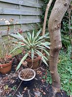 palmlelie, Yucca in pot, Ophalen, Vaste plant, Overige soorten, Volle zon