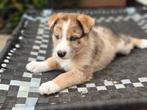Unieke Borsky Pups Te Koop – Husky x Border Collie, Dieren en Toebehoren, Overige rassen, CDV (hondenziekte), 8 tot 15 weken, Meerdere