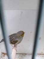 Kanarie man, Dieren en Toebehoren, Vogels | Kanaries, Mannelijk, Kleurkanarie