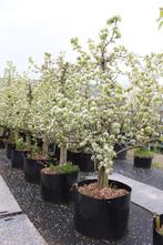 Mooie 25 en 30-jarige Doyenné de Comice perenbomen in Zuid, Lente, Volle zon, Ophalen of Verzenden, 100 tot 250 cm