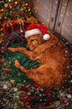 Mulino zoekt een baas italiaanse lieverd, Dieren en Toebehoren, Honden | Niet-rashonden, 6 jaar of ouder, Particulier, Rabiës (hondsdolheid)