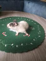 Baby goudhamster, Dieren en Toebehoren, Knaagdieren, November, Vrouwelijk, Hamster