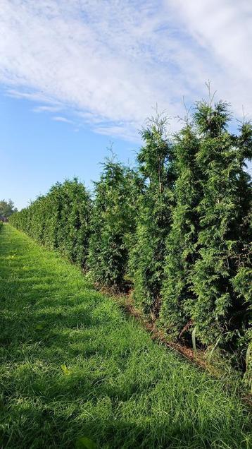 Thuja Gelderland 260cm+ beschikbaar voor biedingen