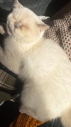 Britse korthaar dekkater, 0 tot 2 jaar