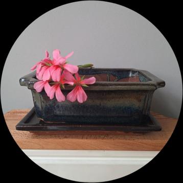 Bonsai, Cactus, Succulent schaal met onderschotel  beschikbaar voor biedingen