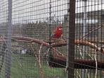 Rosella's te koop, Meerdere dieren, Parkiet, Geringd