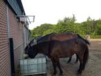 Pensionstal, kleinschalig, wei, paddock paradise, aan t bos, Dieren en Toebehoren, Stalling en Weidegang, Weidegang, 1 paard of pony