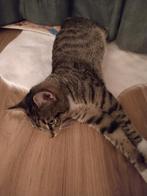 Lieve rustige Kater, Dieren en Toebehoren, Katten en Kittens | Raskatten | Korthaar, Kater, Gechipt, 6 jaar of ouder