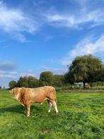 Blonde d'Aquitaine Dekstier, Dieren en Toebehoren, Mannelijk, 0 tot 2 jaar