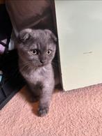 Lief Schots Korthaar katertje “Tommy” vanaf 21 oktober, Dieren en Toebehoren, Kater