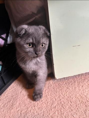  Lief Schots Korthaar katertje “Tommy” vanaf 21 oktober beschikbaar voor biedingen