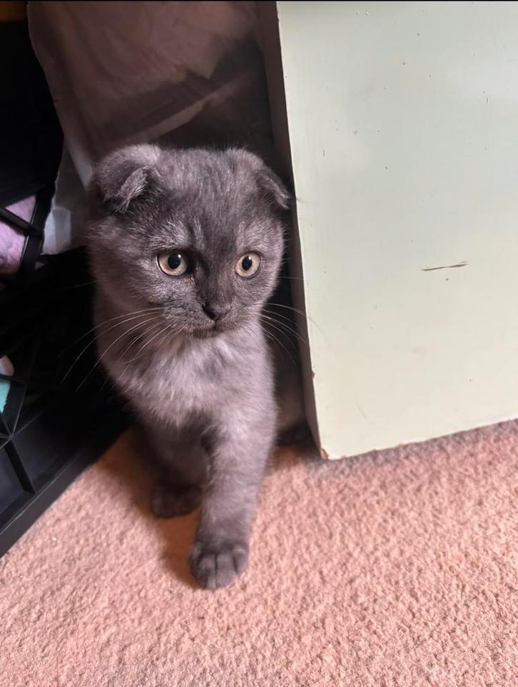 Lief Schots Korthaar katertje “Tommy” vanaf 21 oktober, Dieren en Toebehoren, Katten en Kittens | Raskatten | Korthaar, Kater