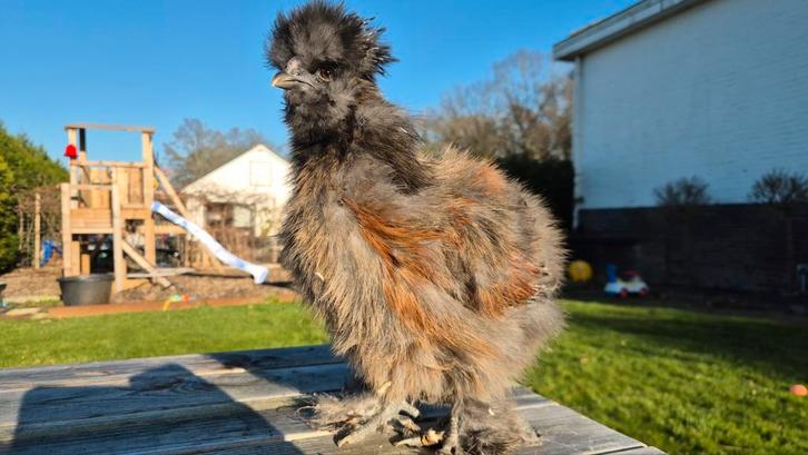 2 leuke haantjes, Dieren en Toebehoren, Pluimvee, Kip, Mannelijk
