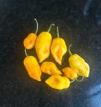 Biologische Habanero/Adjuma Pepers Mix – Geel 1 EUR/100 gram, Ophalen of Verzenden, Eenjarig, Groenteplanten, Volle zon