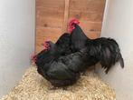 Zwarte australorp haan OPHALEN HASSELT BELGIE, Dieren en Toebehoren, Pluimvee, Mannelijk, Kip