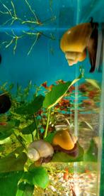 Aquarium slakken, Dieren en Toebehoren, Slak of Weekdier