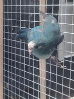 2 kakariki's, Meerdere dieren, Parkiet, Geringd