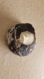 natuursteen fossiel windlichthouder, Verzamelen, Ophalen of Verzenden, Fossiel