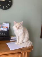 Poezen Jilz en Droppie, Dieren en Toebehoren, Poes, Langharig, 6 jaar of ouder