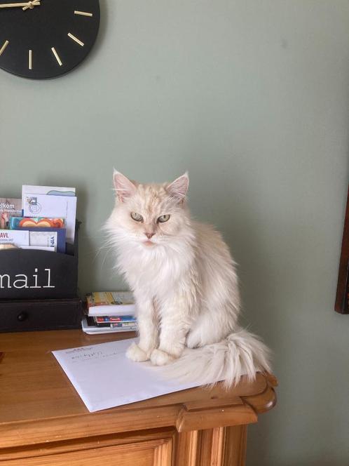 Poezen Jilz en Droppie, Dieren en Toebehoren, Katten en Kittens | Overige Katten, Langharig, Poes, 6 jaar of ouder
