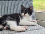 Kruising brits langhaar kitten - mogen nu weg!