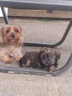Yorkshire puppy's tekoop, Dieren en Toebehoren, Honden | Chihuahua's en Gezelschapshonden, Parvo, Overige rassen, 8 tot 15 weken