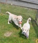 Golden retriever pups, Dieren en Toebehoren, Golden retriever, België, CDV (hondenziekte), 8 tot 15 weken