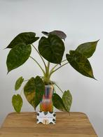 Alocasia Wentii Sunset Aurea Variegata #1, Huis en Inrichting, Kamerplanten, Ophalen of Verzenden, Halfschaduw, Minder dan 100 cm