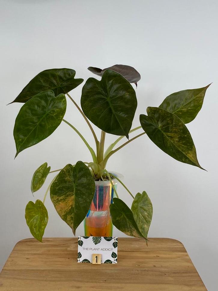 Alocasia Wentii Sunset Aurea Variegata #1, Huis en Inrichting, Kamerplanten, Minder dan 100 cm, Halfschaduw, Ophalen of Verzenden