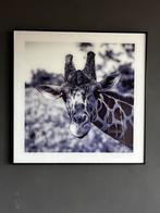 Schilderij op glas - Giraffe, Ophalen, Zo goed als nieuw, Schilderij, Minder dan 50 cm