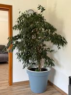Ficus benjamina incl pot, Huis en Inrichting, Kamerplanten, Ophalen, Ficus, Halfschaduw, 150 tot 200 cm
