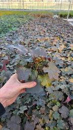 Purperklokje Heuchera Palace Purple - 9cm - goedkoop, Bodembedekkers, Vaste plant, Ophalen of Verzenden, Bloeit niet